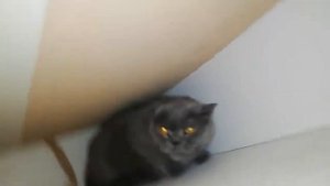 Злой кот шипит второй день на меня