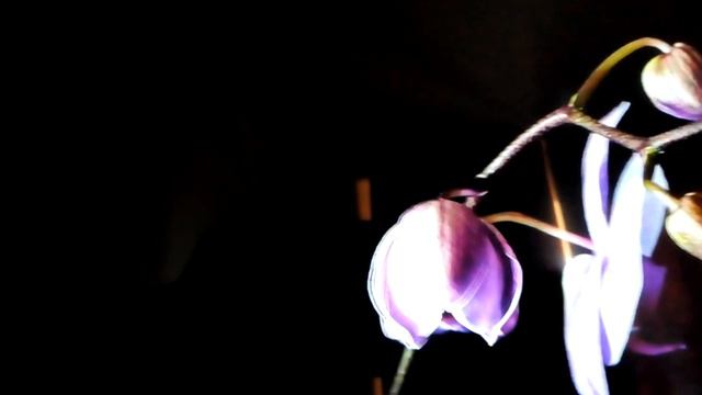 Нежные губы смотреть онлайн