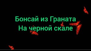 Бонсай из Граната на черной скале.