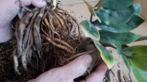 Долларовое дерево ? Замиокулькас ? Пересадка и уход за долларовым деревом