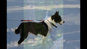 Карельская медвежья собака