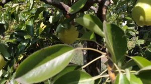 груша вкусняша сорт  Вильямс