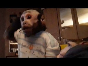 Домашние обезьяны/ игры и возня обезьянок