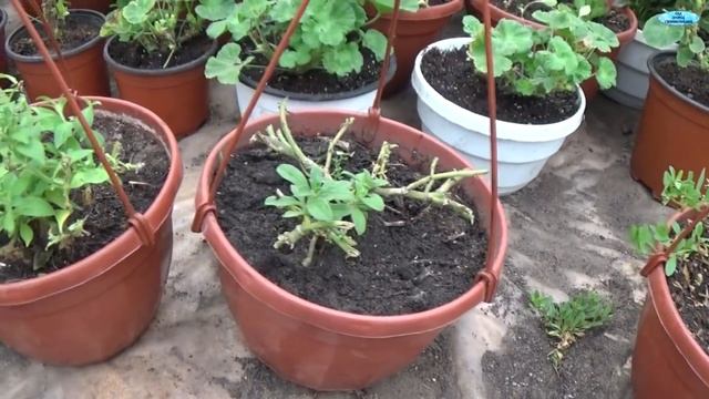 КАК СОХРАНИТЬ СУРФИНИИ И КАЛИБРАХОА ЗИМОЙ-НАШ ОПЫТ.