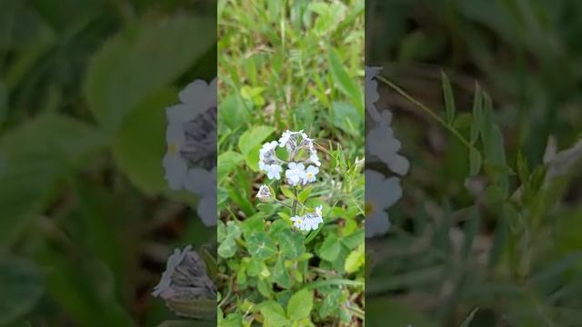 Незабудка лесная (Myosotis sylvatica)