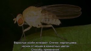 Мошки в цветах комнатных — как избавиться в домашних условиях