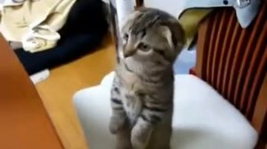 Standing kitty! Кот стоит!