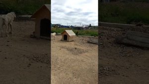 Помесь стаффа против Алабая. Смотреть до конца