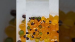 Как вырастить виноград из косточки Виноградная лоза