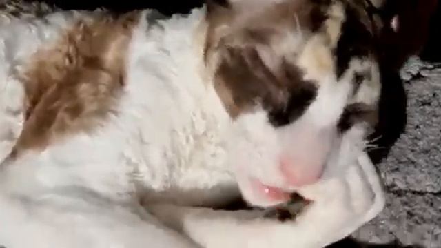 Cat Cornish Rex,  Joelya young female