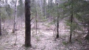 Охота,ёжик,иж 27 на кучность,самолёт,глухарь улетел. hunting.