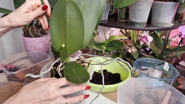 С ТАКИМИ орхидеями работать УДОВОЛЬСТВИЕ! Пересадка КРУПНОЙ ШАРОВИДНОЙ орхидеи. Пробую новую добавк смотреть онлайн