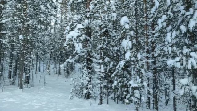 футаж зимний снежный лес