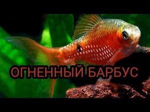 ОГНЕННЫЙ БАРБУС . СОДЕРЖАНИЕ , УХОД И КОРМЛЕНИЕ.