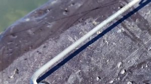 Бесплатный КАРПОВЫЙ КОРАБЛИК !