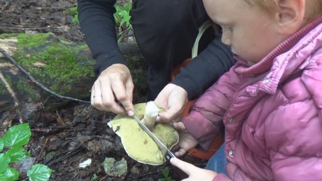 Прогулка по лесу грибы в Талдоме 2018 г смотреть онлайн