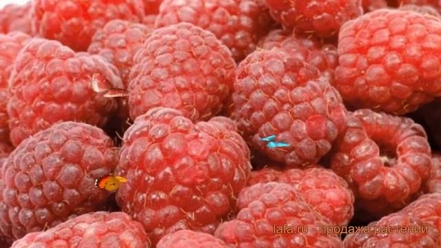 Малина традиционная Туламин ? обзор: как сажать, саженцы малины Туламин