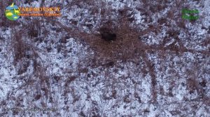 Самка дикого кабана строит гнездо для своих малышей. 15.01.2022 Яремовский природный резерват.