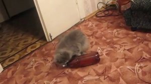 Котик любит пиво