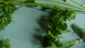 Заготовка петрушки на зиму