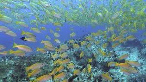 Сейшельские острова | подводный мир #1