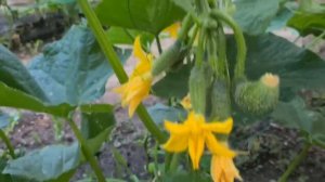 Ейск?Поклейка обоев на стенах высотой 6 метров. Огурцы выращиваем только так! Урожай будет большой?