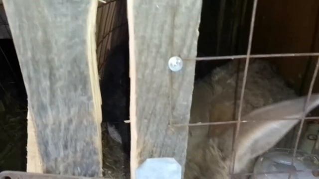 ОКРОЛ крольчихи.Белый мама + серый папа - КАКИЕ будут крольчата. смотреть онлайн