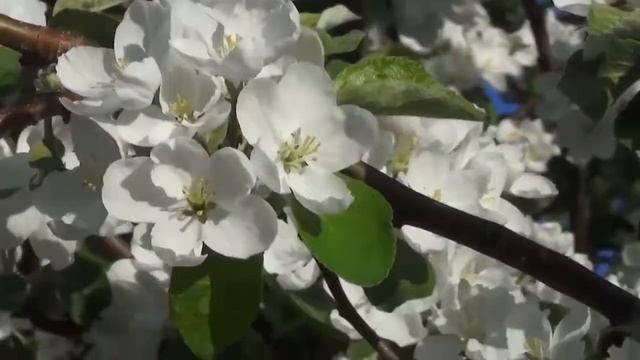 Футаж - Весна. ЯБЛОНЯ ЦВЕТЕТ .ДЕРЕВО В ЦВЕТУ .ЯБЛОНЯ ЦВЕТЕТ .Белые цветы на дереве. смотреть онлайн