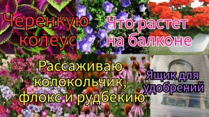 Рабочие будни. Черенкую колеус и рассаживаю колокольчик, флокс и рудбекию!