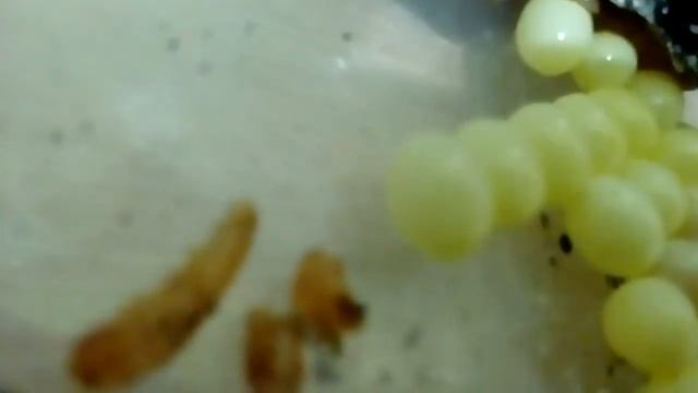 Улитка ахатина рожает смотреть онлайн