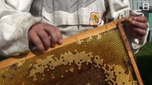 ОТВОДКИ ПЧЕЛ. МАТОЧНИКИ В КЛЕТОЧКИ - ПОРОЙКОВ НЕ БУДЕТ. ЛЮБИТЕЛЬСКОЕ ПЧЕЛОВОДСТВО ДЛЯ НАЧИНАЮЩИХ