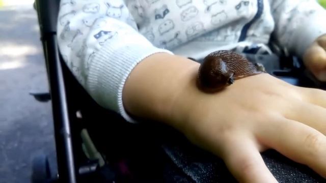 Лесной слизень на парковой дорожке. The slug Arion ater смотреть онлайн