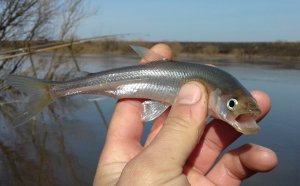 Корюшка! Да да та самая, пахнет огурцами)))