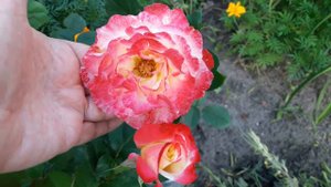 Роза Дабл Делайт