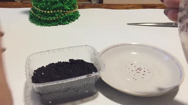 Посев земляники крупноплодной. Эксперимент с собранными семенами. смотреть онлайн