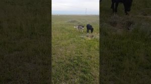 Ротвейлер и Кане корсо