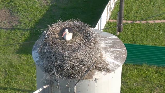 Аист с 15 метров смотреть онлайн