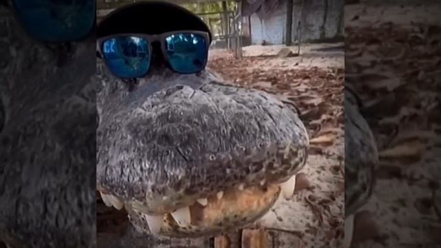 СМОТРИ И СМЕЙСЯ смотреть онлайн