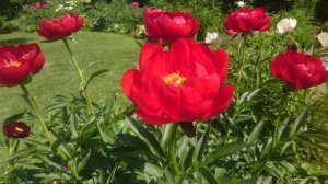Paeonia Red Red Rose