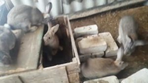 Созревание кроликов. Готовность кроликов к спариванию.