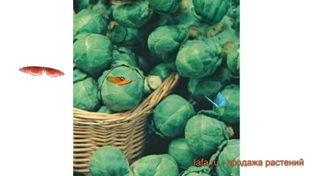 Капуста обыкновенный Сапфир (sapfir) ? капуста Сапфир обзор: как сажать семена капусты Сапфир смотреть онлайн