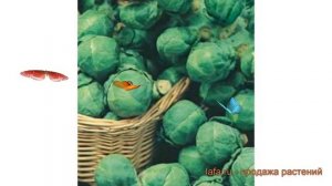 Капуста обыкновенный Сапфир (sapfir) ? капуста Сапфир обзор: как сажать семена капусты Сапфир
