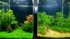 Параметры воды в аквариуме.