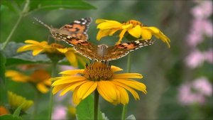 Бабочки опыляют цветы