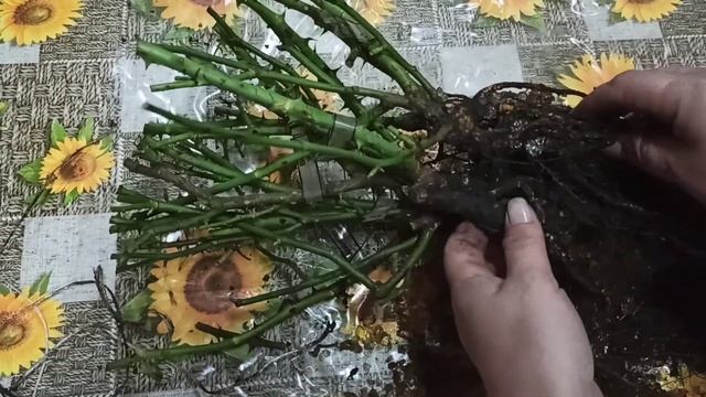 Посылка с розами! "Розы и сад" Усынина! смотреть онлайн