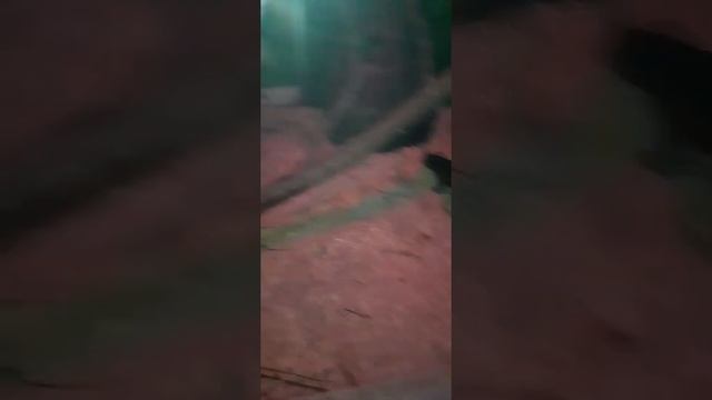 Кто это животное?? интересные животные зоопарка Генетта смотреть онлайн