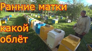 Результат облёта ранних маток в нуклеусах и хвостах. Делаем Выводы!