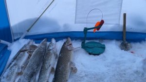 Уехал на рыбалку/ проехал на мотособаке 55км/ двигатель LIFAN 13л.с.