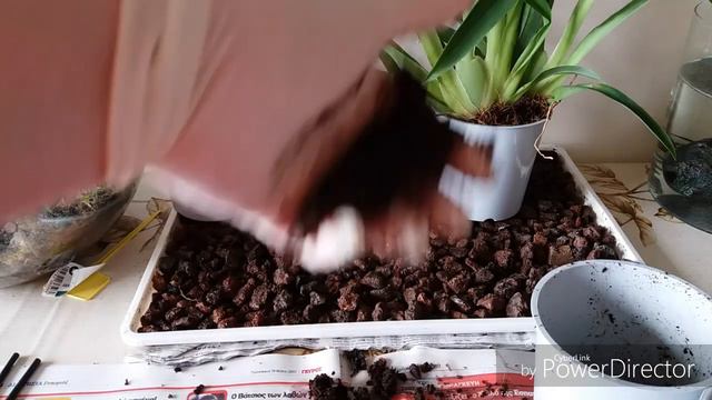 Орхидея Мильтониопсис(Miltoniopsis).Пересадка.