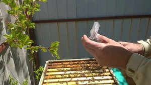 ОТВОДОК ЗА ПАРУ МИНУТ. КАК ПОЛУЧИТЬ ХОРОШУЮ МАТКУ В ОТВОДКЕ?HOW TO QUICKLY INCREASE THE APIARY?BEES
